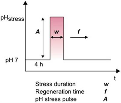 Growth Response and Recovery of Corynebacterium glutamicum Colonies on Single-Cell Level Upon Defined pH Stress Pulses